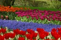 A field with beautiful colorful tulip flowers s in Keukenhof, Holland