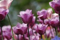 Beautiful tulips in Keukenhof, Holland Royalty Free Stock Photo