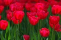 Beautiful tulips in Keukenhof, Holland Royalty Free Stock Photo