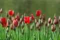 Beautiful tulips in Keukenhof, Holland Royalty Free Stock Photo