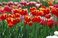 Closeup photo with beautiful red tulips in Keukenhof, Holland Royalty Free Stock Photo