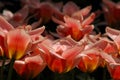 Closeup photo with beautiful red blooming tulips in Keukenhof, Holland Royalty Free Stock Photo