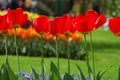 Beautiful red tulips growing in the row in Keukenhof, Holland seen in the sunny day Royalty Free Stock Photo