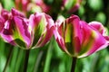 Closeup photo with beautiful pink and green tulips in Keukenhof Park, Holland Royalty Free Stock Photo