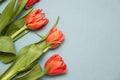 Beautiful tulips on light background