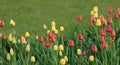 Beautiful tulips Royalty Free Stock Photo