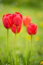 Beautiful tulips on a natural background