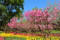 Tulips and Peach Blossoms In Garden Spring