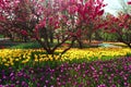 Tulips and Peach Blossoms In Spring