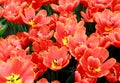 Beautiful tulips Royalty Free Stock Photo