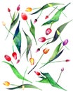 Beautiful tulips red pink purple yellow powdery arranged seamless pattern watercolor hand sketch Royalty Free Stock Photo