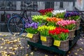 Beautiful tulips for sale in Amsterdam, the Netherlands Royalty Free Stock Photo