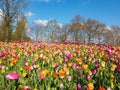 Beautiful tulips in spring Symbol of the country of the Netherlands