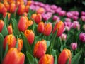 Beautiful tulips in spring Symbol of the country of the Netherlands