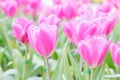 Beautiful tulips in tulip field with green leaf background at winter or spring day. broken tulip Royalty Free Stock Photo