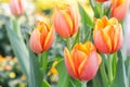 Beautiful tulips in tulip field with green leaf background at winter or spring day. broken tulip Royalty Free Stock Photo