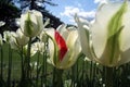 Beautiful Tulips Under a Blue Sky