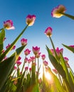Beautiful tulips under a Clear Blue Sky