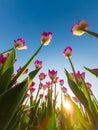 Beautiful tulips under a Clear Blue Sky