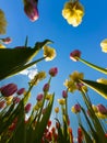 Beautiful tulips under a Clear Blue Sky