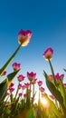 Beautiful tulips under a Clear Blue Sky