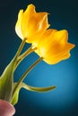 Beautiful tulips in a vase Royalty Free Stock Photo