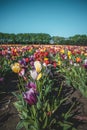 A beautiful tullip field in The Netherlands during spring Royalty Free Stock Photo