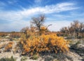 A beautiful Turanga tree with yellow leaves grows from a Saxaul bush in the Kazakhstan desert in autumn