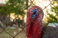 Beautiful turkey bird, close up portrait in sunny day Royalty Free Stock Photo