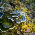 A beautiful turkey tail mushroom growing on an old tree stump. Trametes versicolor in spring.