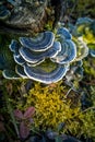 A beautiful turkey tail mushroom growing on an old tree stump. Trametes versicolor in spring.