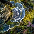 A beautiful turkey tail mushroom growing on an old tree stump. Trametes versicolor in spring.