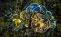 A beautiful turkey tail mushroom growing on an old tree stump. Trametes versicolor in spring.