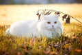 Beautiful Turkish Angora cat Royalty Free Stock Photo