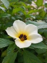 The beautiful Turnera subulata flower in the yard Royalty Free Stock Photo