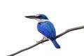 Beautiful turquoise blue bird withlarge beak and white chest perching on thin branch showing its fine back feathers isolated on