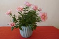 Beautiful turquoise flowerpot full of pink roses Royalty Free Stock Photo