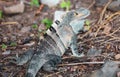 Beautiful turquoise iguana in Costa Rica jungle during summer