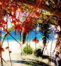 Beautiful turquoise sea view through Pindo palm