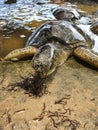 beautiful turtle in bali indonesia