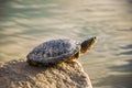 A beautiful turtle basking in the sun Royalty Free Stock Photo