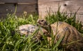A beautiful turtle crawling in the grass in a farm mini zoo. Royalty Free Stock Photo
