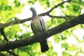 A beautiful turtle-dove sings a morning song