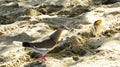 A beautiful turtle dove walking in the sand on a beach Royalty Free Stock Photo