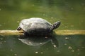 beautiful turtle lies on a log and rests on a hot sunny day Royalty Free Stock Photo