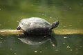 beautiful turtle lies on a log and rests on a hot sunny day