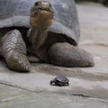 Beautiful turtle and the little one interacting Royalty Free Stock Photo