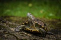 Beautiful turtle portrait