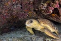 Beautiful turtle rests in the coral reef