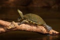 Beautiful turtle in the river. Red-eared slider, Trachemys scriptta. Tortoise in the nature river habitat. Tortoise sitting on the